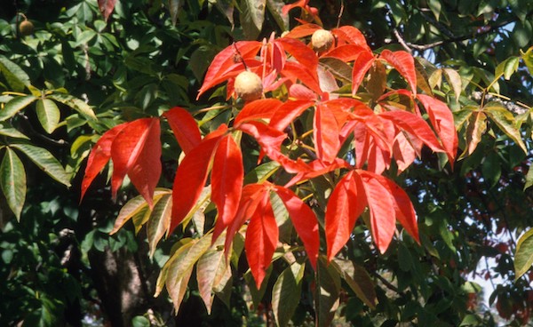 Ohio Buckeye fall color