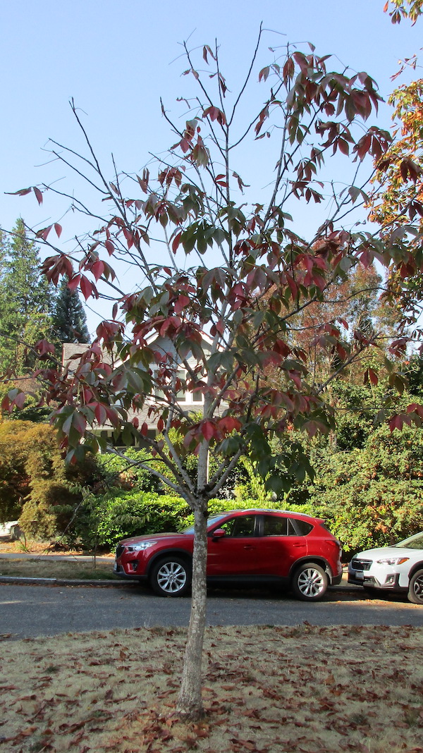 Homestead Buckeye fall color
