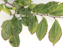 Accolade Elm twig & leaves