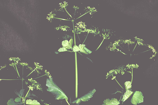 Alexanders flowers scan