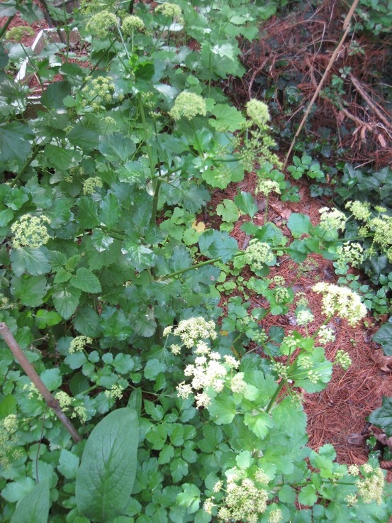 Alexanders flowers photo