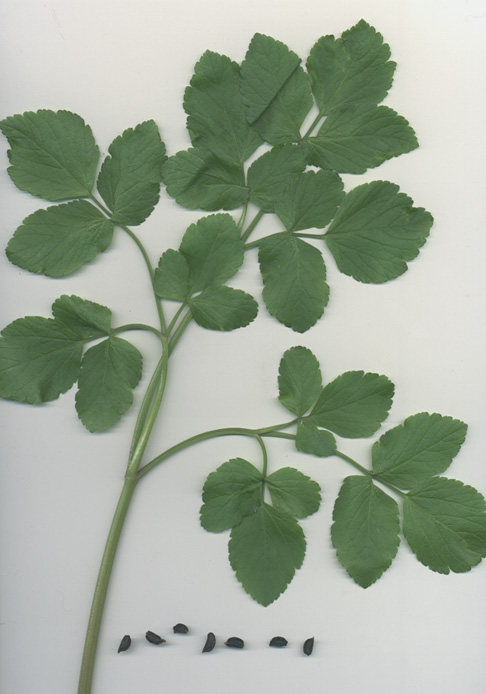 Alexanders leaf & seeds scan