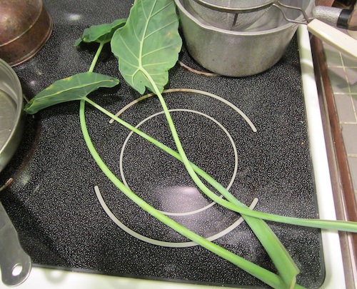Alocasia odora leaves on stove