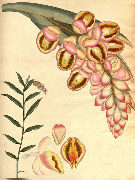 <i>Alpinia Zerumbet</i>