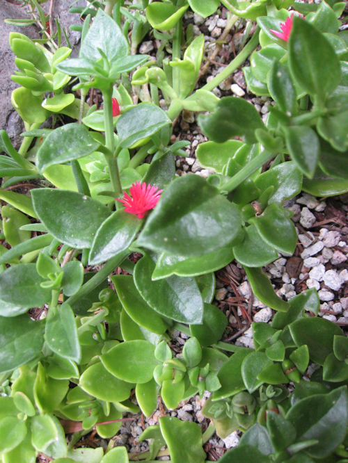 Red Apple ice plant