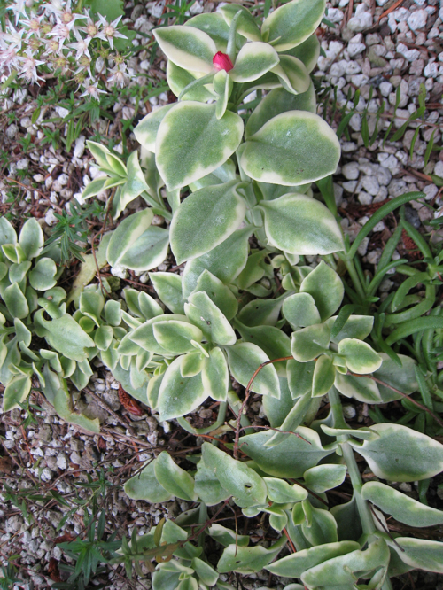 'Variegata' ice plant