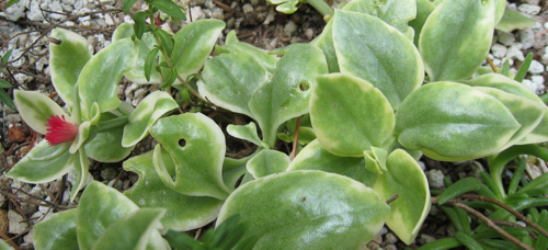 'Variegata' ice plant