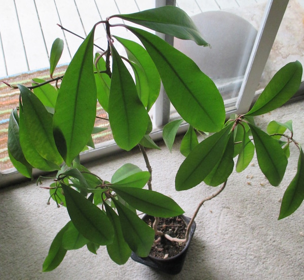 <i>Ardisia elliptica</i> houseplant