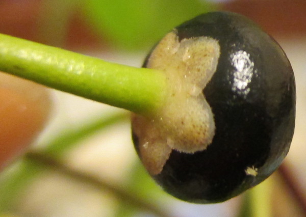 <i>Ardisia elliptica</i> ripe berry