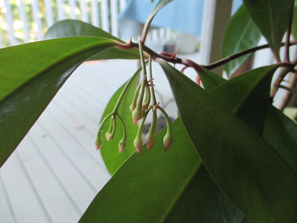 <i>Ardisia elliptica</i> flower buds