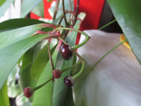 <i>Ardisia elliptica</i> unripe berries