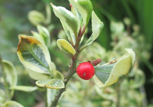 Variegated Italian buckthorn unripe berry