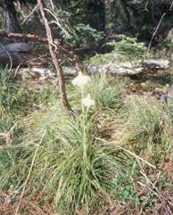 Beargrass in bloom photo