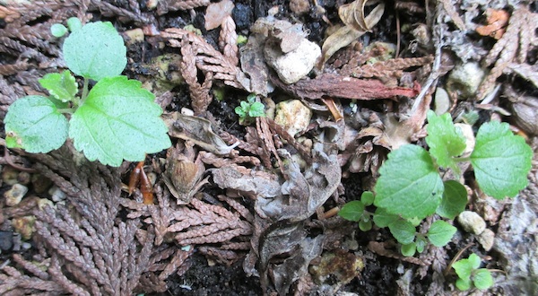 Begonia seedlings