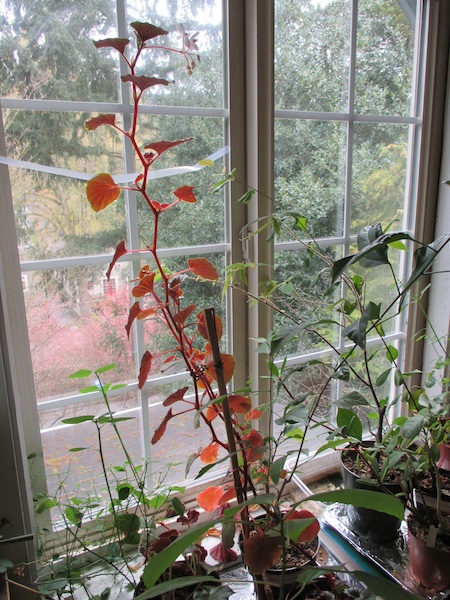 Begonia subvillosa