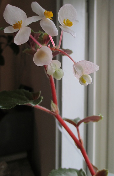 Begonia subvillosa