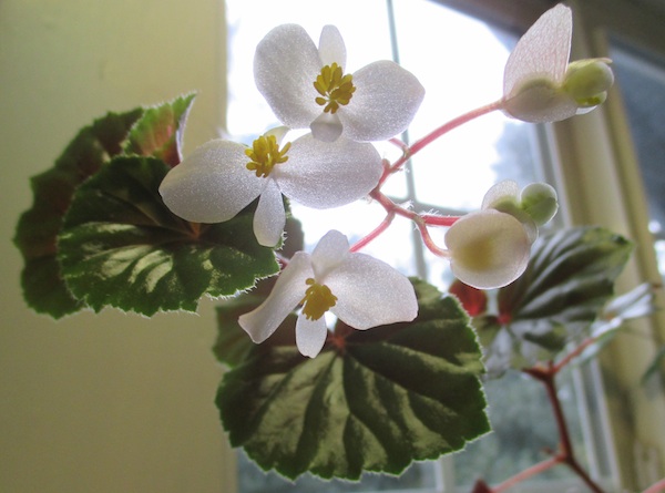 Begonia subvillosa