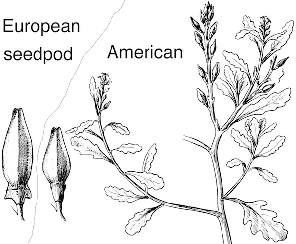 Cakile maritima seedpod (left) and Cakile edentula (right)