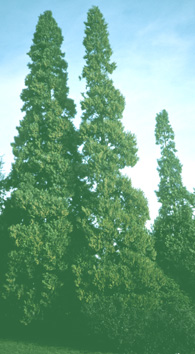 Incense Cedars photo