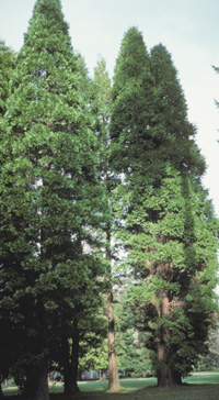 Incense Cedars photo