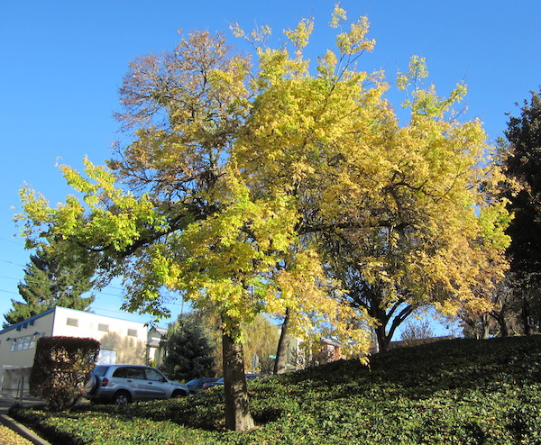 Celtis occidentalis fall color. Mid-November
