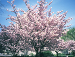 <i>Prunus</i> 'Choshu-hizakura'