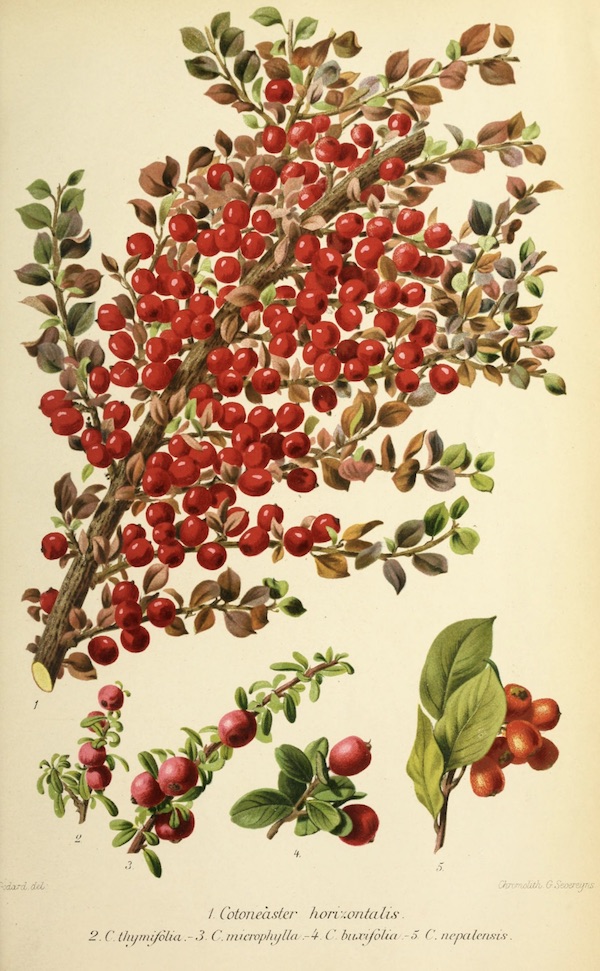 Cotoneaster drawing