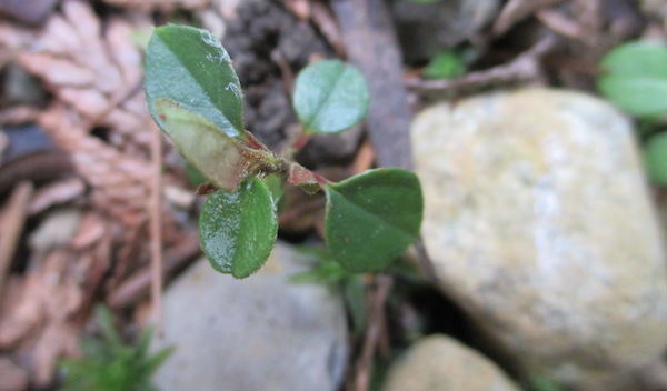 Cotoneaster seedling
