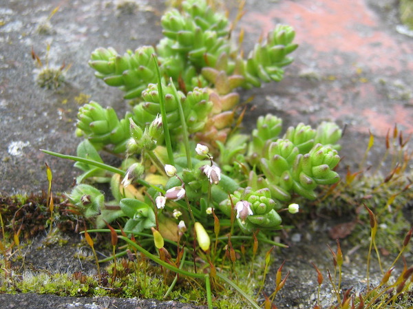 Biting Stonecrop, Whitlow Grass, and <i>Grimmia</i> moss