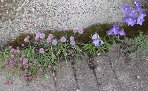 Chives, Peachleaf Bellflower, and Lavender