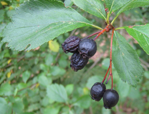 C. Douglasii berries