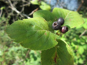C. Suksdorfii berries