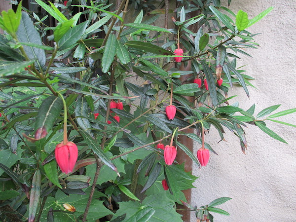 Crinodendron in bloom