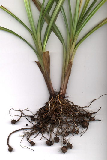 Cyperus.jpg