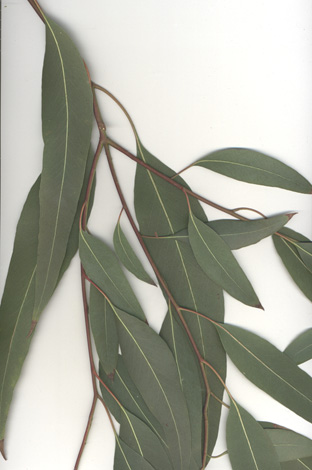 Eucalyptus Dalrympleana scan