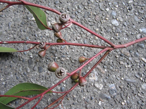 Eucalyptus Dalrympleana seed capsules