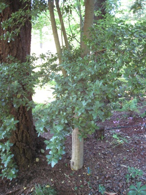 Heronswood Dasyphyllum