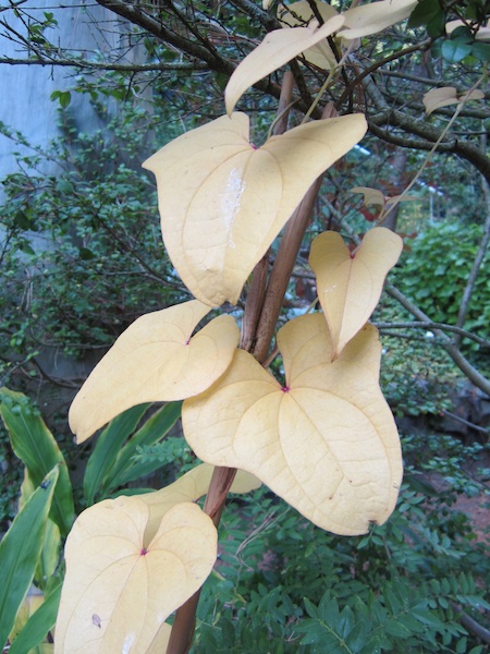 Dioscorea polystachya fall color