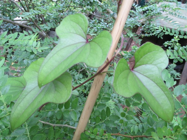 Dioscorea polystachya leaves