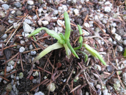 small <i>Dudleya edulis</i> January 2011 in ALJ garden