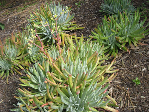 <i>Dudleya virens</i> ssp. <i>Hessei</i> May 2010 in San Diego