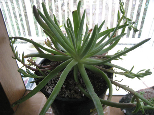 <i>Dudleya virens</i> ssp. <i>Hessei</i> January 2011 in a pot