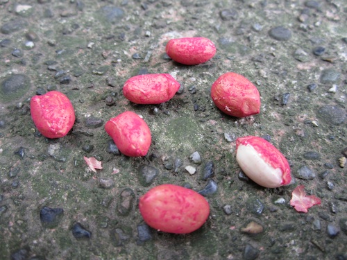 Early Spanish peanuts