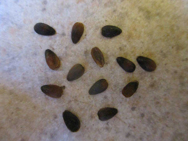 Ephedra distachya seeds