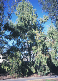 Eucalyptus Dalrympleana scan