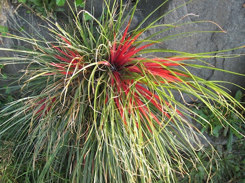 Fascicularia bicolor