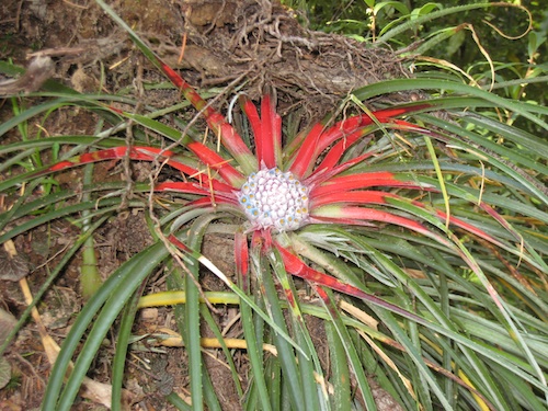 Fascicularia bicolor