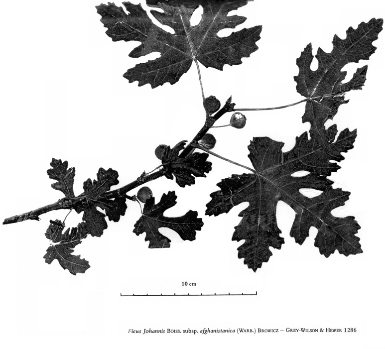 <i>Ficus Johannis</i> subsp. <i>afghanistanica</i>