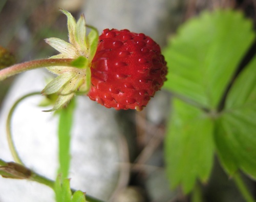 Red-berried European <i>Fragaria vesca</i>
