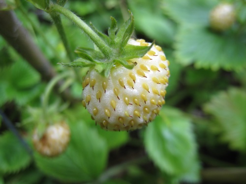 White-berried European <i>Fragaria vesca</i>